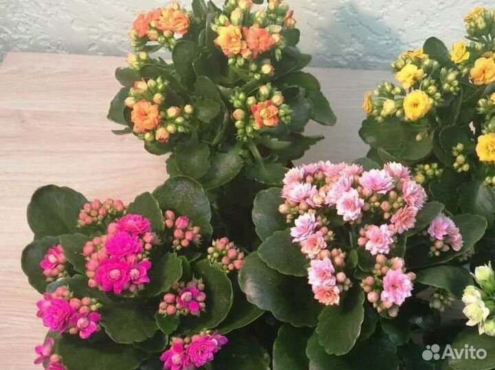 Каланхоэ цветущий (детки)