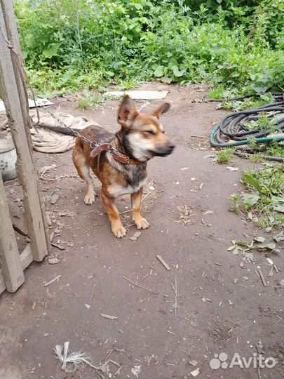 Собака в добрые руки отдам бесплатно