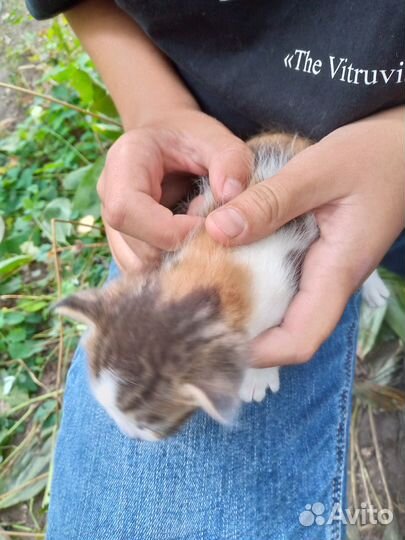 Отдодим котят в добрые руки