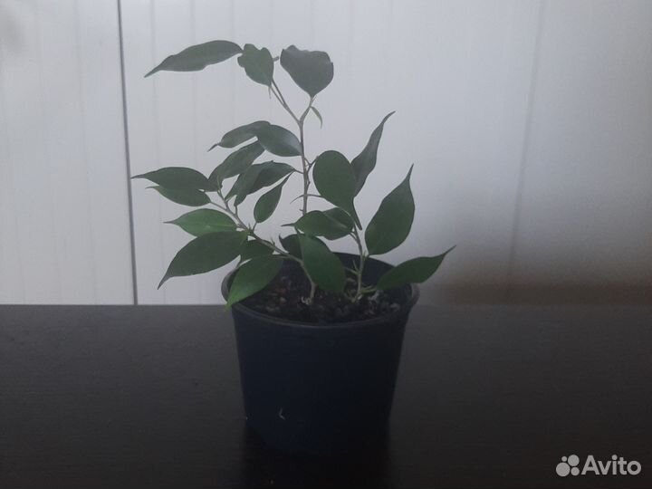 Фикус бенджамина Наташа
