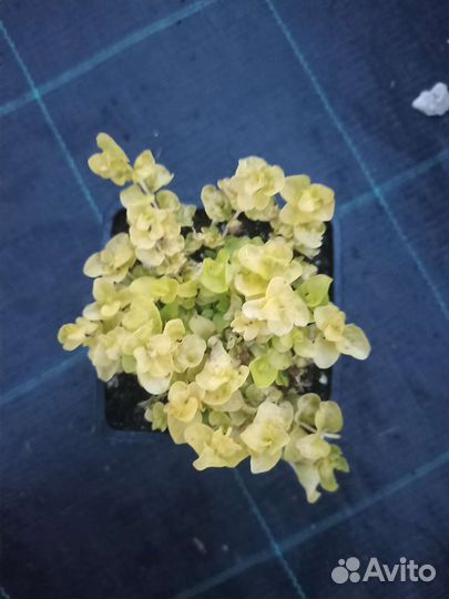 Вербейник монетчатый