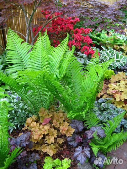 Папоротники