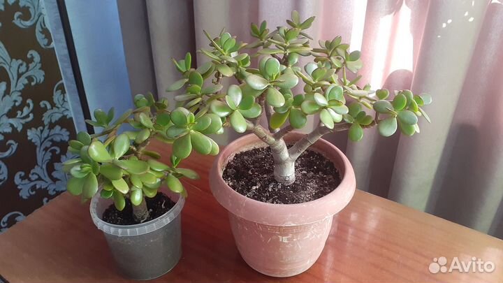 Кактусы и суккуленты