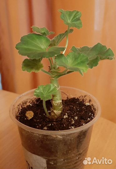 Пеларгония герань сортовая