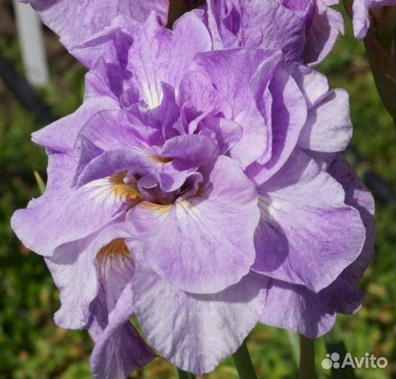 Ирисы Сибирский Имперал Опал