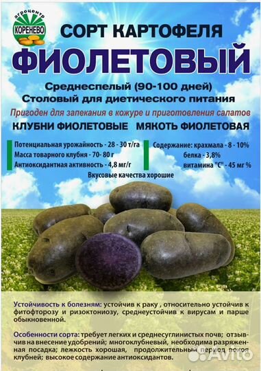 Картофель фиолетовый