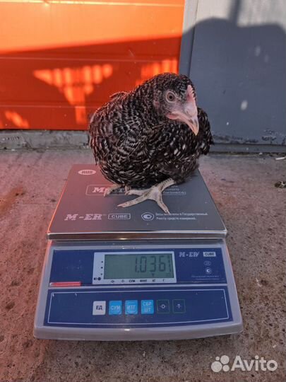 Куры Молодки с Бесплатной Доставкой