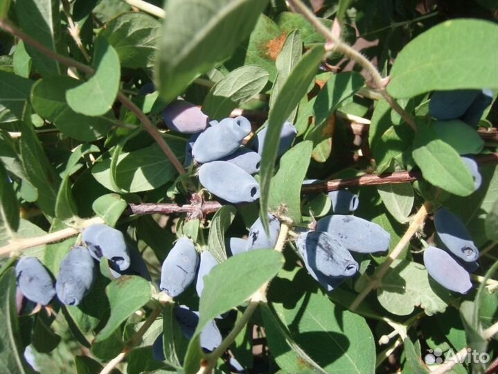 Саженцы Жимолость Амфора