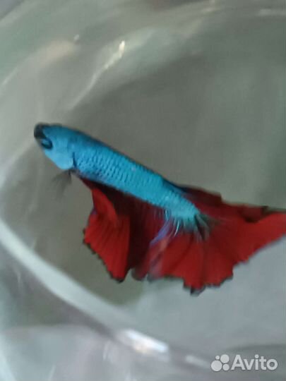 Рыбка-петушок