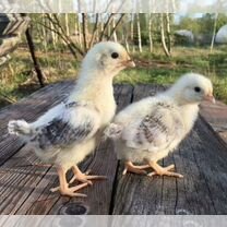 Доминанты 25 дней