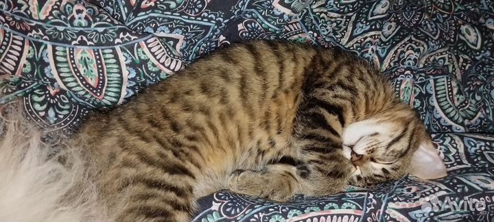 Кошка в дар