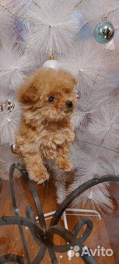 Собаки щенки Мальтипу