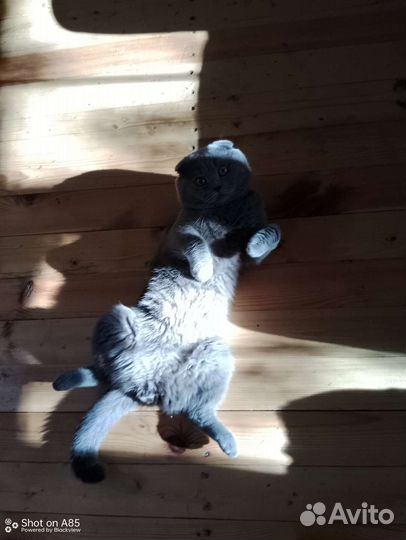 Шотландский кот вязка