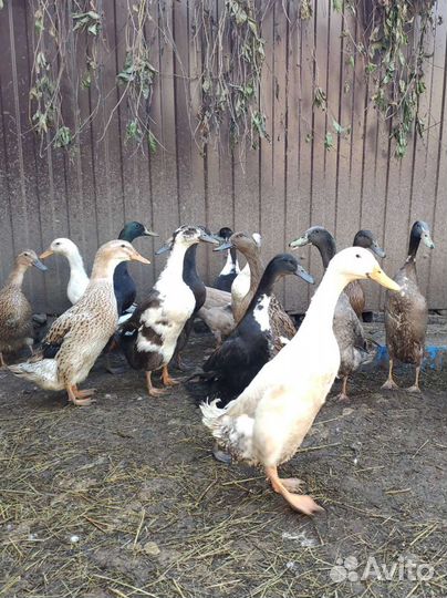 Продам птицу с личного хозяйства и инкубационные я