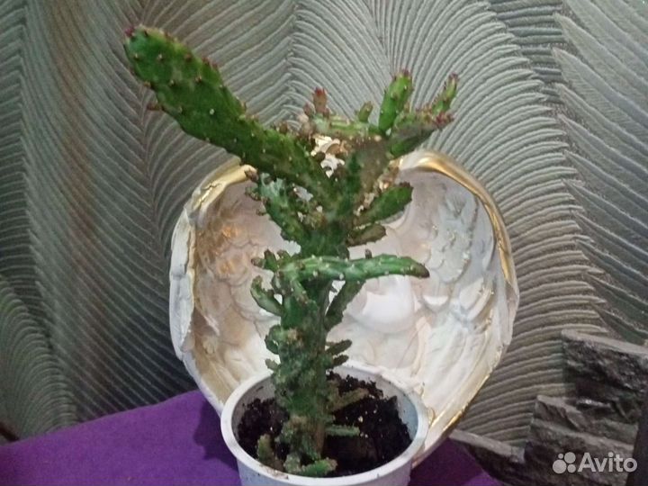 Кактусы и суккуленты