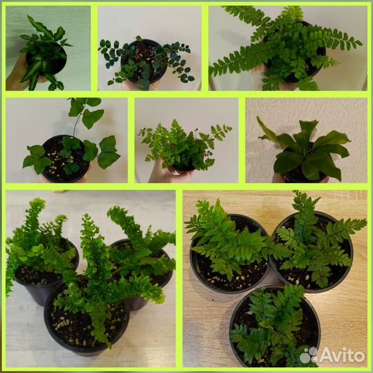 Папоротник сортовые и асплениум