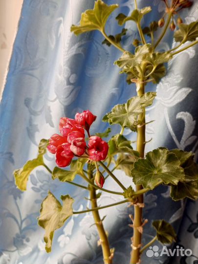 Пеларгония герань