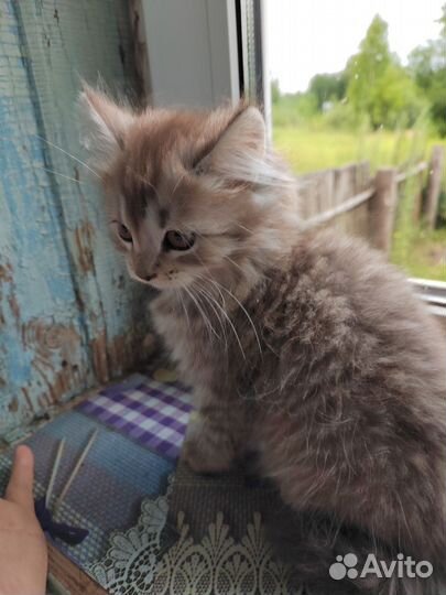 Котята метисы, британцы