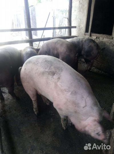 Свиньи живым весом