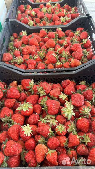 Клубника, малина, ежевика