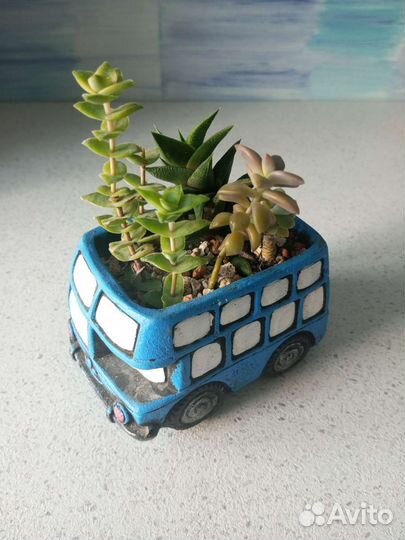 Композиции из суккулентов