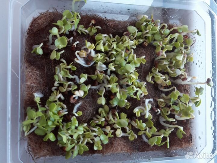 Микрозелень на заказ