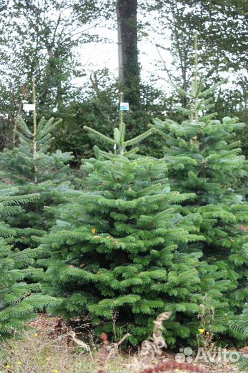 Ель Российская 1,3м и др