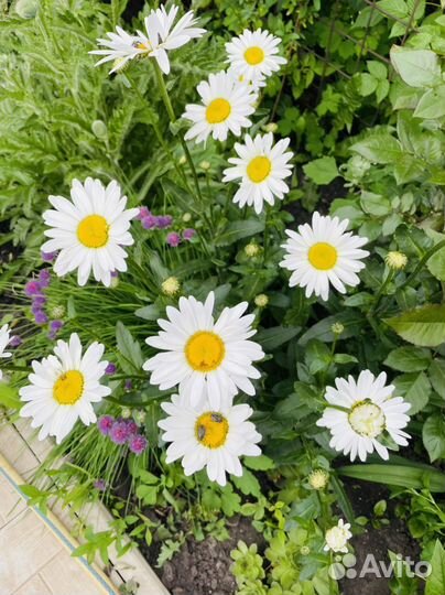 Растения для сада