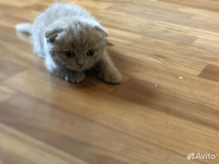 Шотландские котята