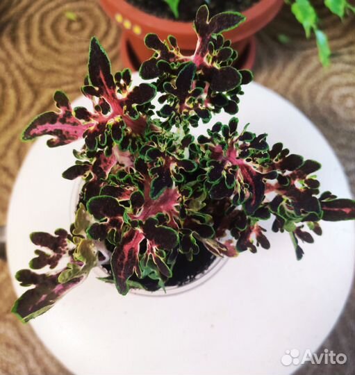 Колеусы вегетативные