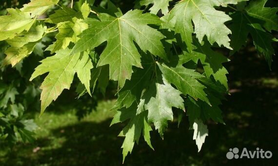 Лист лещины,клена,липы,груши,винограда