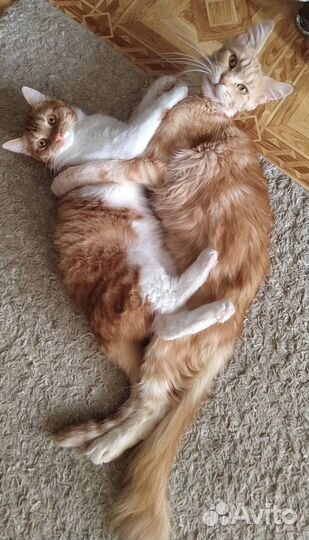 Кошки в добрые руки