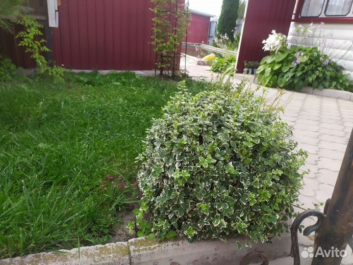 Вечнозелёный кустарник