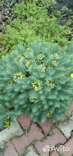 Молочай кипарисовый