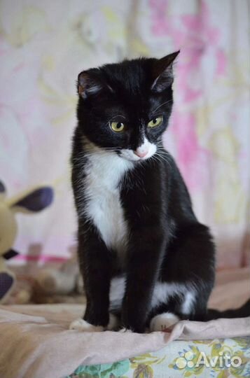 Кира ищет дом