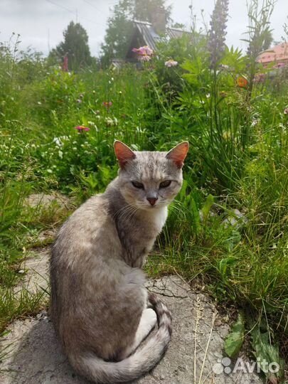 Котик в добрые руки