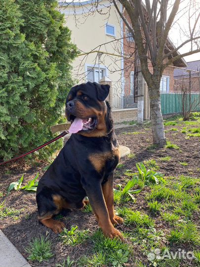 Приглашение на случку