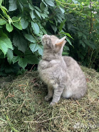Котик в добрые руки
