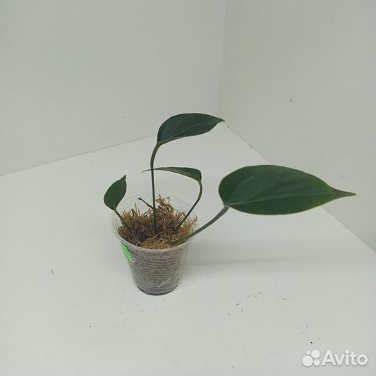 Антуриум черный сорт Блэк Лав