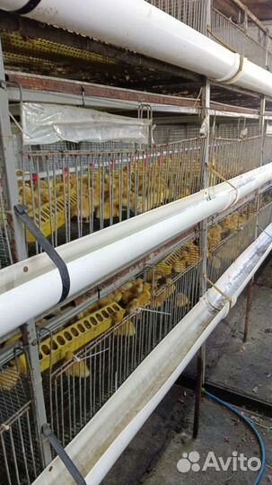 Мулард. Гуси. Утята