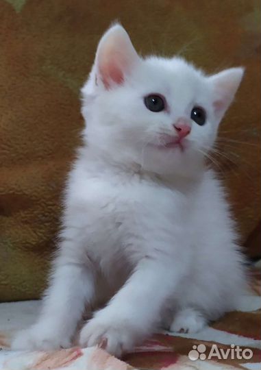 Британские котятки