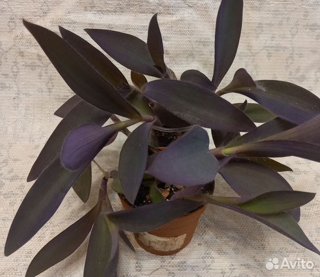 Сеткреазия пурпурная, пеперомия Пикси Лайм