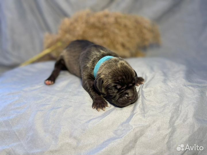 10 шикарных малышей,с документами