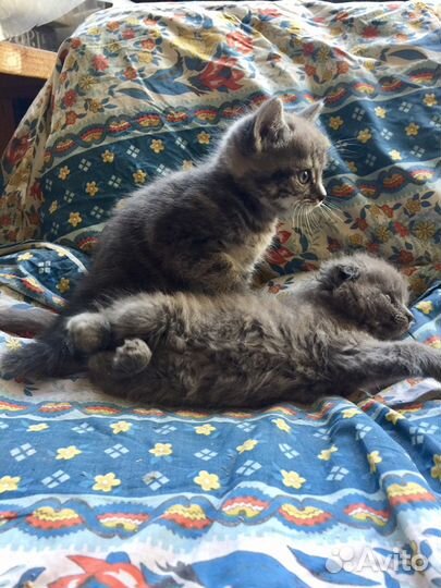 Вислоухие котята