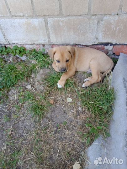 Отдам в добрые руки