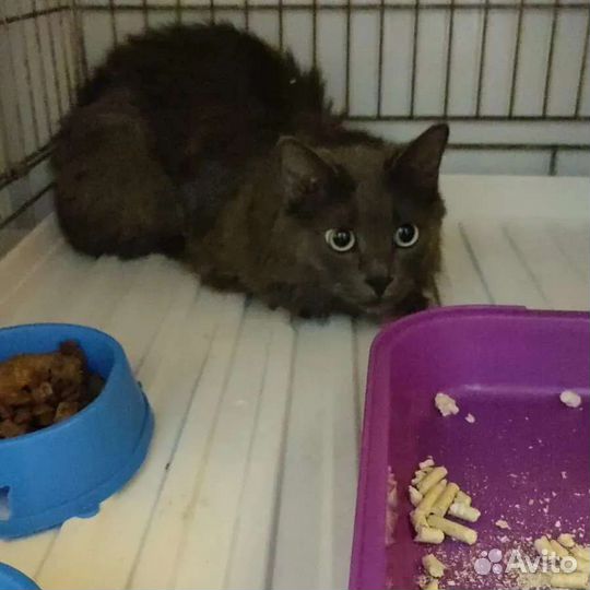 Кот ищет дом