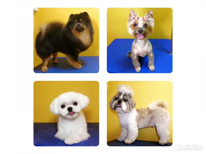 Стрижка собак, экспресс-линька, тримминг