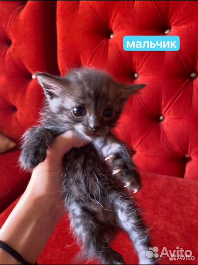 Вислоухие котята