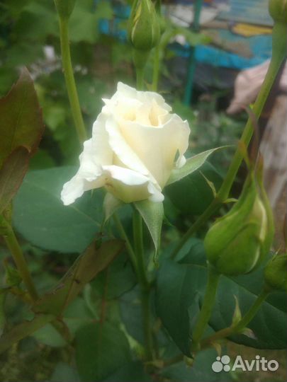 Розы под срез