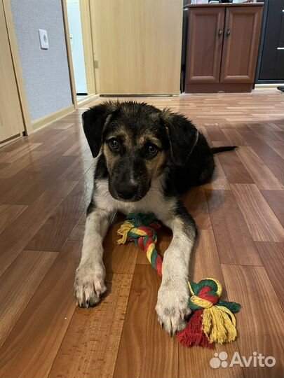 Щенок в добрые руки